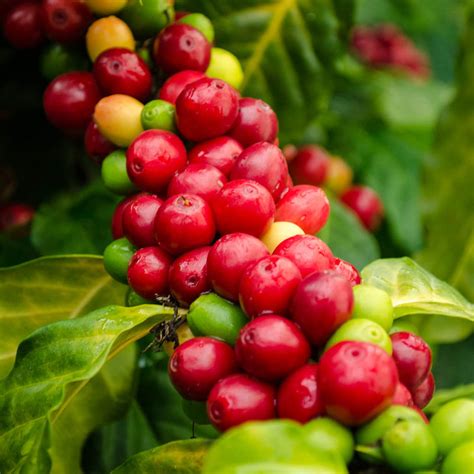 Dwarf Catura Arabica Coffee Bean Plant Seeds Tropical Tree 50 Seeds