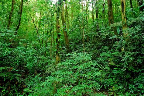 El Increíble Bosque Nuboso De Santa Elena Donde Viajar