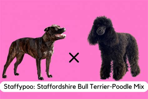 Staffypoo The Staffordshire Bull Terrier And Poodle Mix