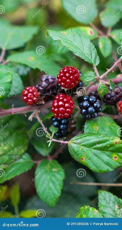 Ripe Blackberries On A Bramble Bush Stock Photo Image Of Cultivate