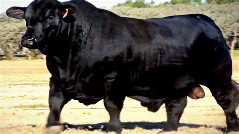 Heavy Weight Brangus Bulls From Argentina Youtube