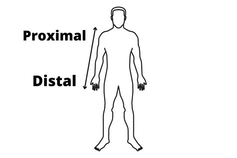 Proximal E Distal Anatomia