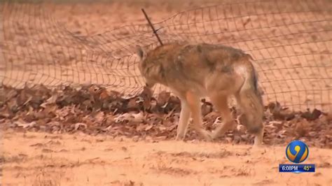 Sc Lawmaker Introduces New Bill Placing 75 Bounty On Coyotes Wsoc Tv