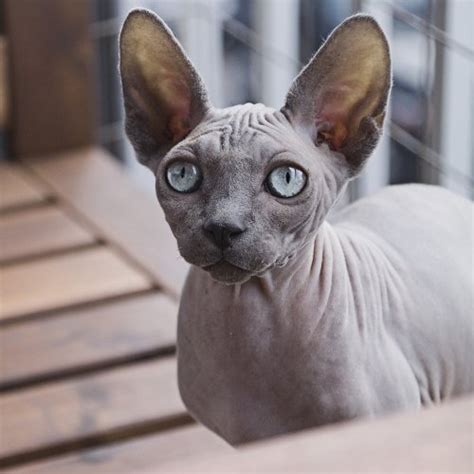 Sphynx Cat Quiz Trivia Questions And Answers Free Online Printable