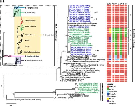 Ggtree Phylogenetic Tree Visualization And Annotation