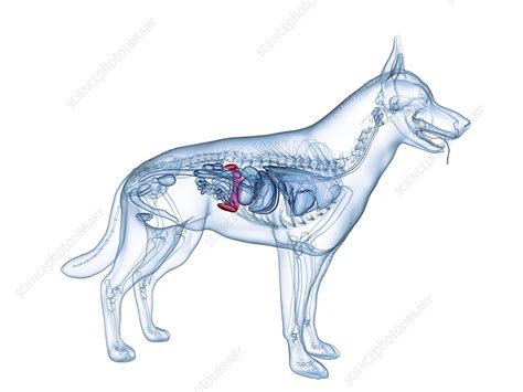 Dog Spleen Illustration Stock Image F0291113 Science Photo Library