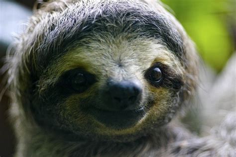 Podcast Why Are Sloths So Cute Greenpeace Usa