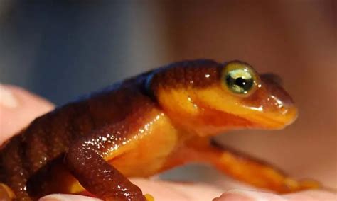 California Newt Care Sheet Reptiles Cove