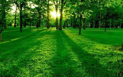 Park Trees Plants Landscape Nature Lawn Sunrise