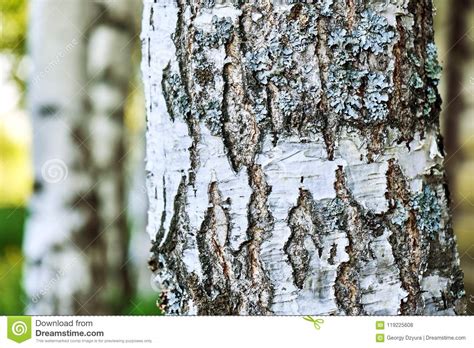 Bark Of A Birch Tree Close Up Stock Photo Image Of Wood Silver