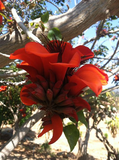 African Tulip Tree Tulips African Tree Flowers Plants Plant Royal