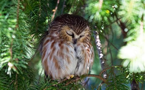 Nature Sleeping Bokeh Birds Pine Trees Wallpapers Hd Desktop And