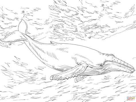 The varied coloration of the different whale species allow children to experiment with diverse shades. Diving Humpback Whale coloring page | Free Printable ...