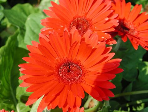 Select from premium gerbera daisy of the highest quality. Gerbera Daisy Flower - Pink Flower Wallpapers