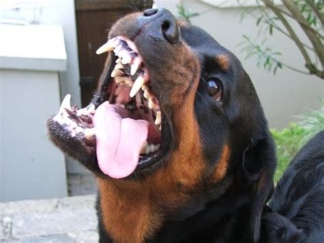 Der rottweiler ist kein hund für einsteiger. Grandma Has Aggressive Rottweiler - YouTube