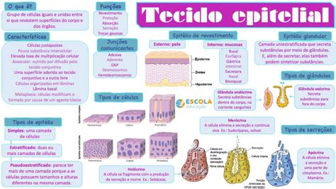 Mapa Mental Sobre Tecido Epitelial Baixe Grátis O Mapa Em Pdf