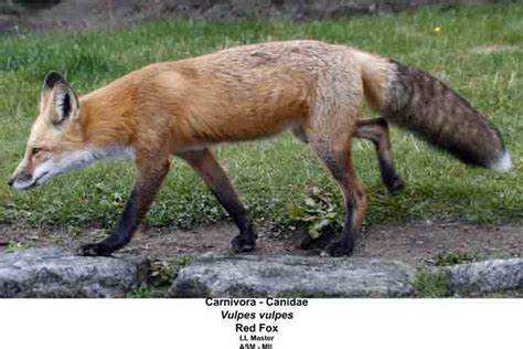 Red Fox American Society Of Mammalogists