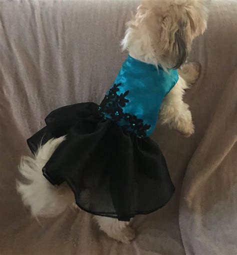 Medium sized dogs with low to non shedding. Blue and black gown / dress for small to medium sized dogs ...