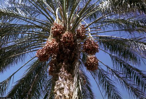 Phoenix Dactylifera—the Date Palm Is Perfect For Landscaping In