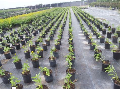 A wonderful place to explore with a fun atmosphere. 52 best images about Florida Wholesale Plant Nursery ...