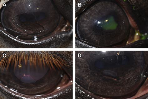 Corneal Response To Injury And Infection In The Horse Veterinary