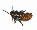 Cockroach Video