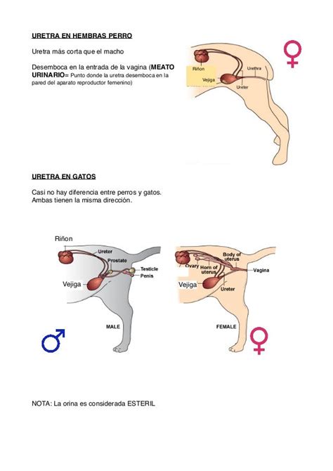 Aparato Urinario En Perros Y Gatos