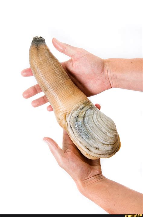 Geoduck Memes Best Collection Of Funny Geoduck Pictures On Ifunny