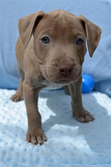 Wantedoldmotorcycles.com) pic hide this posting restore restore this posting BEAUTIFUL Pit Bull Puppies - $200 | Pets and Animals in Tallahassee, Florida | Tallahassee FREE ...