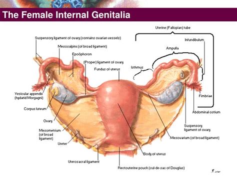 Female anatomy includes the external genitals, or the vulva, and the internal reproductive organs. PPT - The Female External Genitalia PowerPoint Presentation - ID:4083712