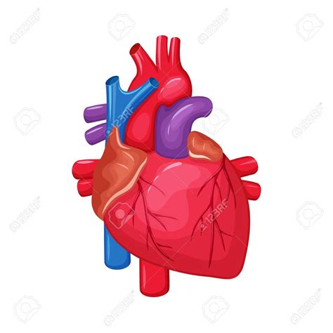 Anatomía Del Corazón Humano Ilustración Vectorial Corazón La Ciencia