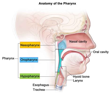 Pharynx And Larynx Diagram Images And Photos Finder