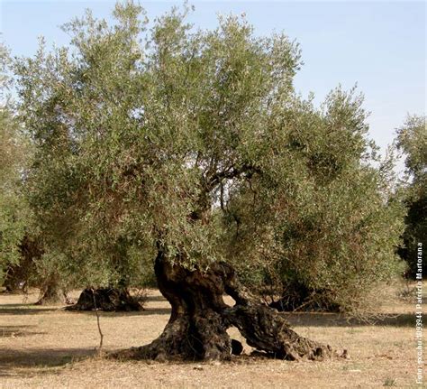 Erfahren sie, wie sie den olivenbaum am. Olivenbaum Überwintern
