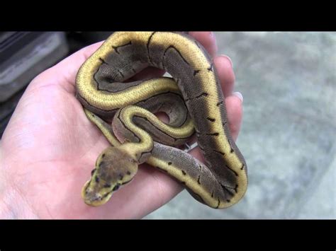 A baby ballpthon (python regius). Spinner ball python for sale online baby spinner ball ...