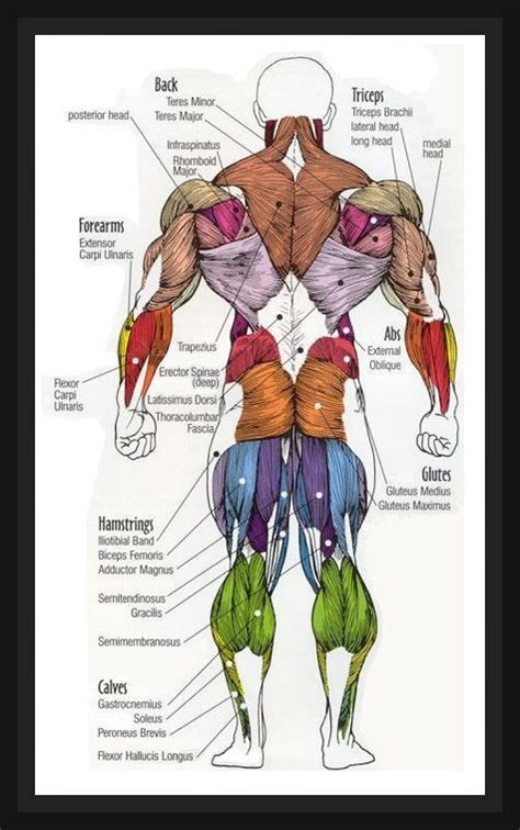 Back Muscles Diagram Female Muscles Chart Description Muscular Body