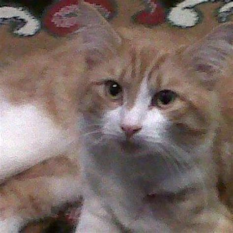 Lost Cat Ginger And White Cat Called Bungle Wallingford Area