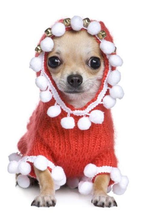 Top 20 Dogs Dressed As Santa