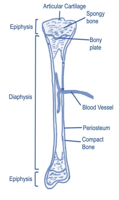 Compact Bone Diagram Anatomy Bone Chapter 6 Studyblue The