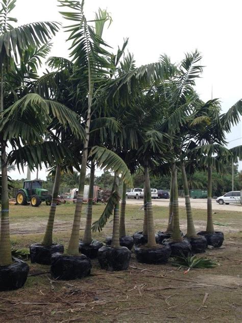 Montgomery Palm Install Price Naples Garden Landscaping Llc
