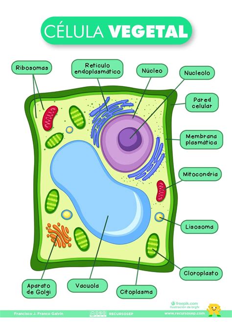 Celula Eucariota C Lula Animal Y Vegetal En Com N Mitocondria Gambaran