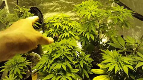 S Indoor Organic Cannabis Grow Youtube
