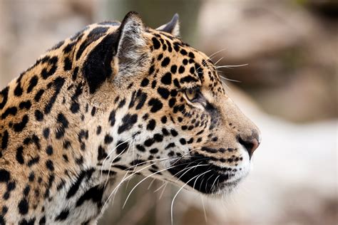 Jaguar wild cat face profile wallpaper | 3600x2400 | 169586 | WallpaperUP