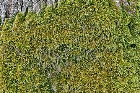 Moss On The Trunk Of An Oak Tree Free Stock Photo Public Domain Pictures