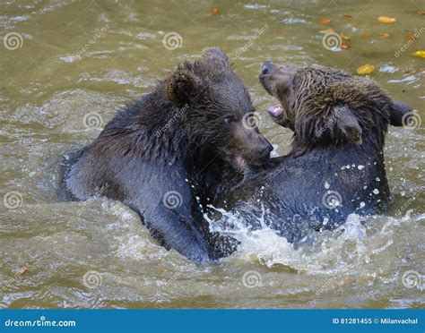 Two Brown Bear Cubs Play Fighting Stock Image Image Of Brown Moments
