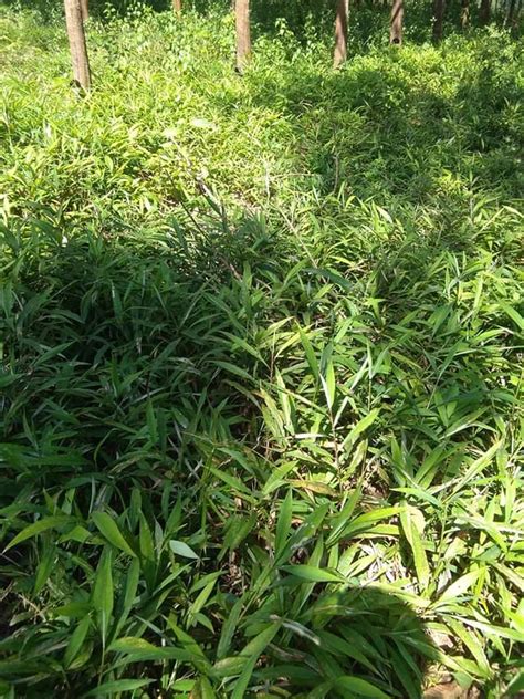 หญ้ารีแพร์ (Barbed grass ) และสรรพคุณ - พืชผัก พืชสมุนไพร