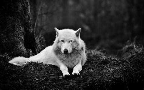 Free Download White Wolf Wallpapers 1920x1200 For Your Desktop