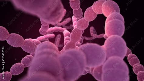 Streptococcus Pneumoniae Streptococcus Bacteria Pneumococcal