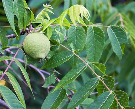 Black Walnut Tree Stock Photos Pictures And Royalty Free Images Istock