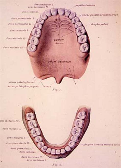 Mouth Teeth Diagram Quizlet