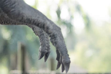 T. Rex's Tiny Arms May Have Been Useful After All